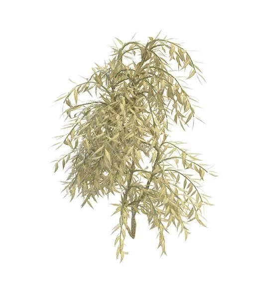 Evergreen Weeping Willow 3d model Evergreen Weeping Willow 3d model