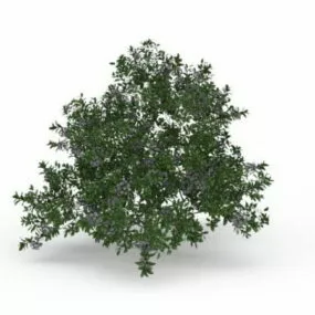 Summer Flowering Shrub 3d model