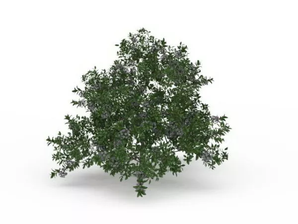 Summer Flowering Shrub 3d model Summer Flowering Shrub 3d model