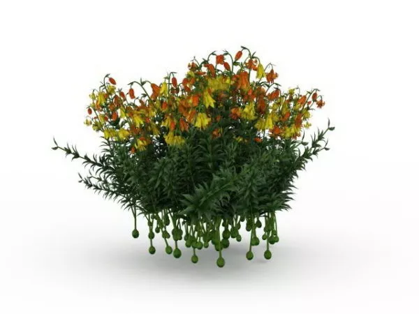 Yellow Flowering Shrubs 3d model Yellow Flowering Shrubs 3d model