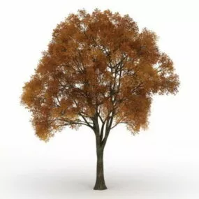 Old Tree With Fall Colors 3d model