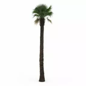 Tall Fan Palm Tree 3d model