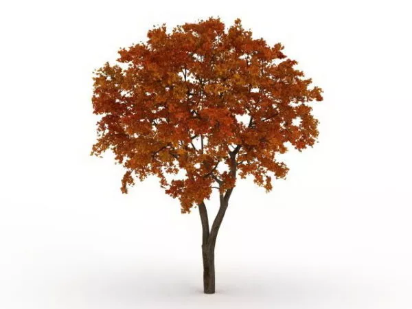 Late Autumn Tree 3d model Late Autumn Tree 3d model