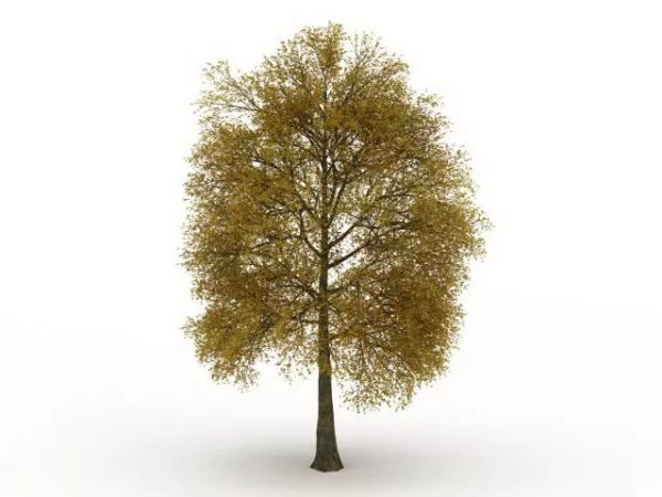 Mid Autumn Tree 3d model Mid Autumn Tree 3d model