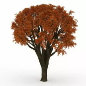 Red Maple Tree 3d model