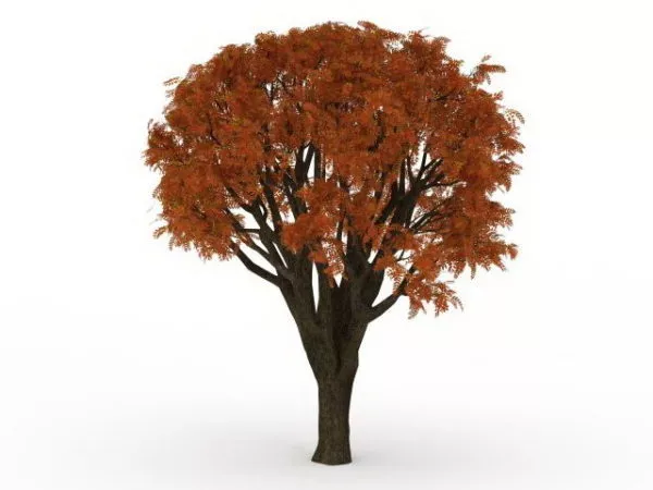 Single Red Maple Tree 3d model