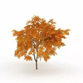 Autumn Tree 3d model