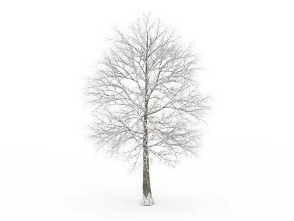 Winter Tree 3d model Winter Tree 3d model
