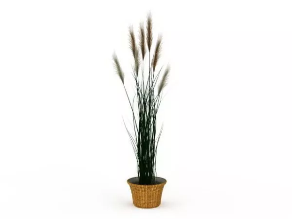 Potted Reed Grass 3d model Potted Reed Grass 3d model
