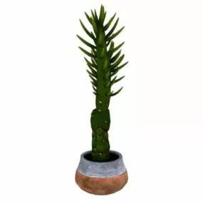 Potted Bonsai Succulent Plants 3d model