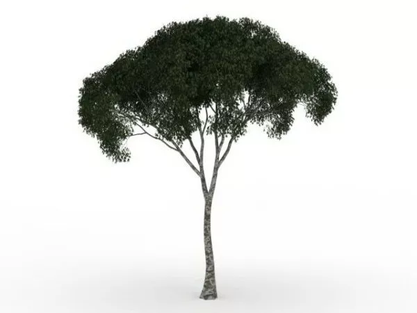 Umbrella Tree 3d model Umbrella Tree 3d model