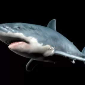 Scary Shark 3d model