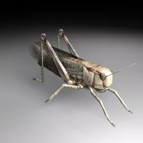 Locust Insect 3d model