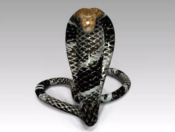 Black Cobra Snake 3d model Black Cobra Snake 3d model