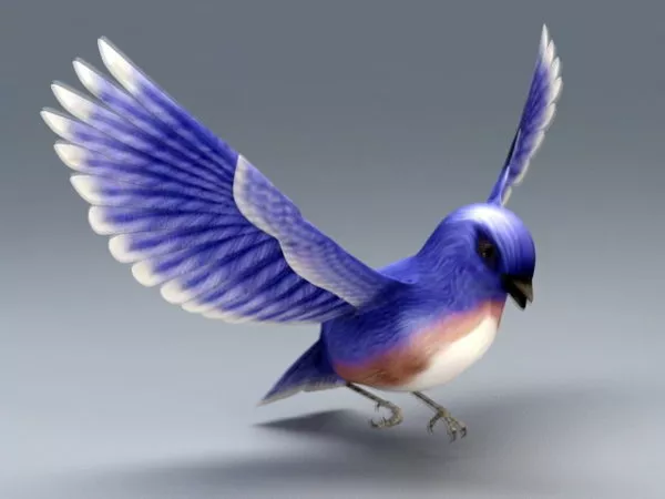 Eastern Bluebird 3d model Eastern Bluebird 3d model