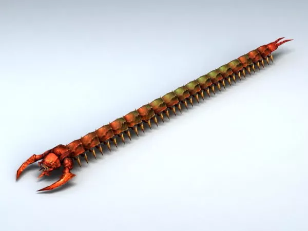 Red Centipede 3d model Red Centipede 3d model