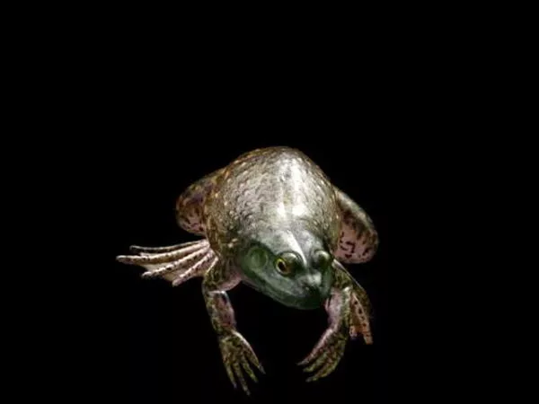 Toad Frog 3d model Toad Frog 3d model