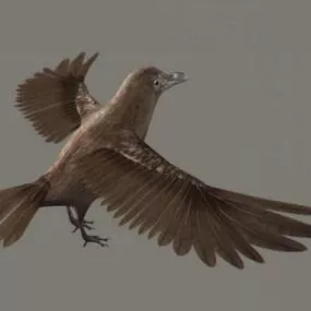 Brown Crow 3d model