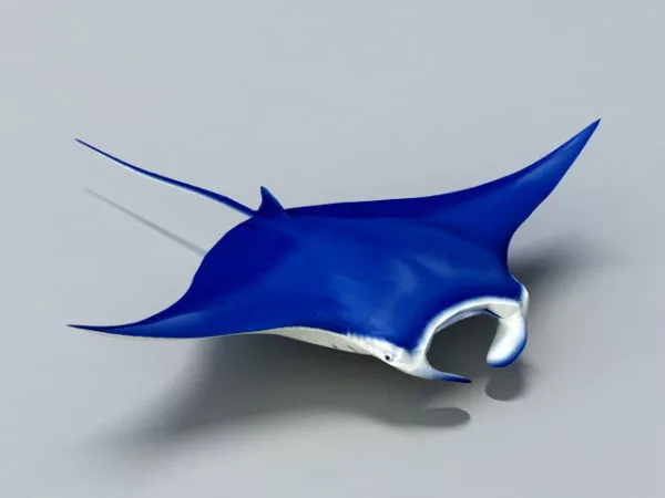 Blue Manta Ray 3d model Blue Manta Ray 3d model