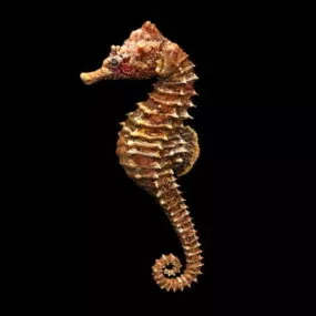 Adult Seahorse 3d model