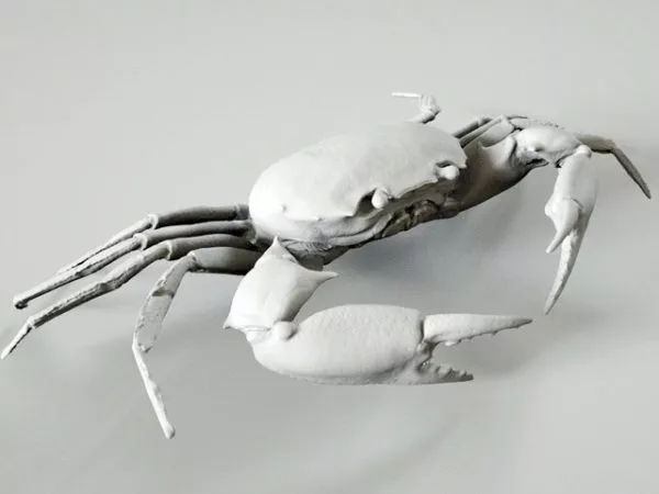 Realistic Sea Crab 3d model