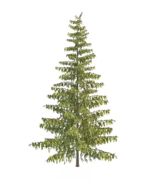 Blackjack Pine 3d model Blackjack Pine 3d model