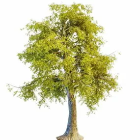 North America Linden 3d model