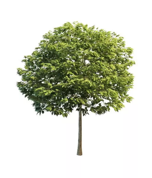 Yard Ornamental Tree 3d model Yard Ornamental Tree 3d model