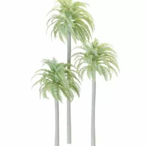 Wild Date Palm 3d model