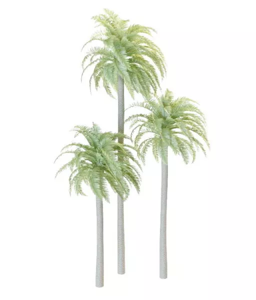 Small Palm Tree Big Leaf 3d model