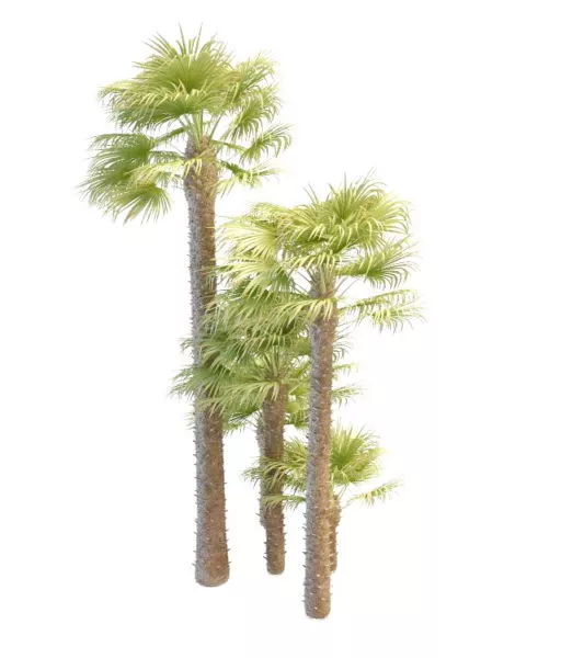 Big & Small Windmill Palm 3d model Big & Small Windmill Palm 3d model