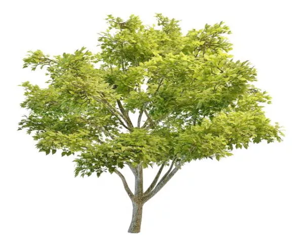 Big Apple Tree 3d model Big Apple Tree 3d model