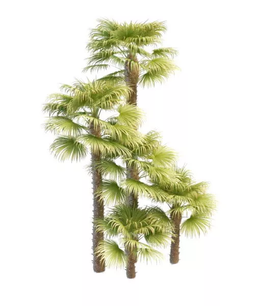 Chinese Windmill Palm 3d model Chinese Windmill Palm 3d model