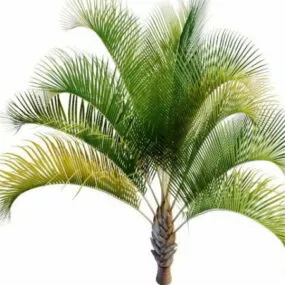 Windowpane Coconut 3d model