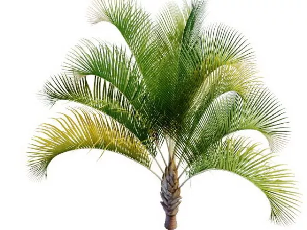 Tall Coconut Tree 3d model