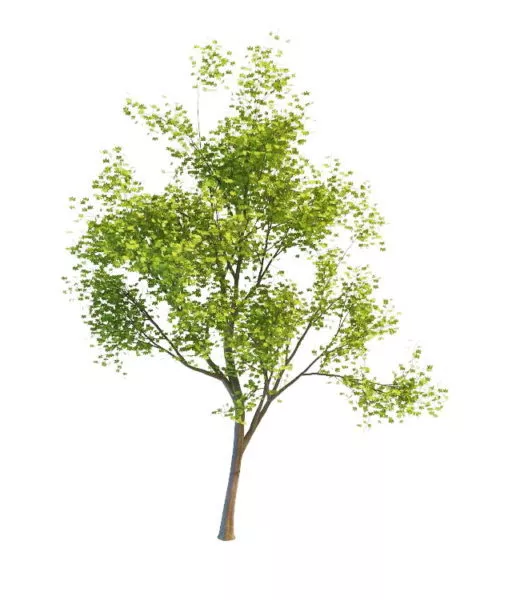 America Maple Tree 3d model America Maple Tree 3d model