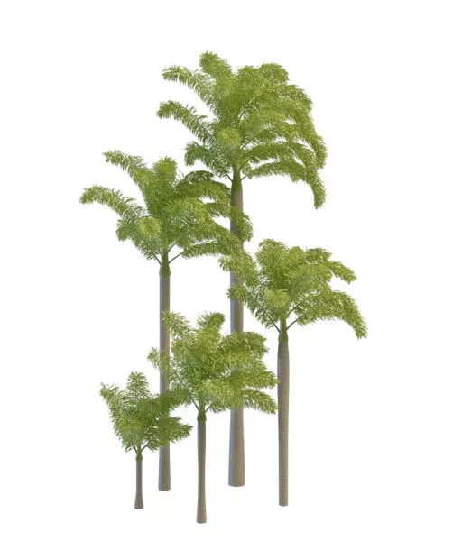 Foxtail Palm Tree 3d model Foxtail Palm Tree 3d model