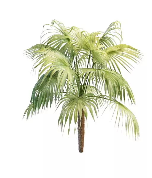 Small Palm In Ceramic Pot 3d model