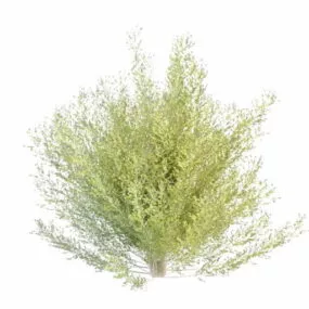 Dwarf Tropical Tree 3d model