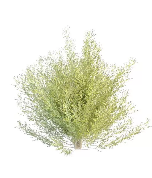 Dwarf Tropical Tree 3d model Dwarf Tropical Tree 3d model