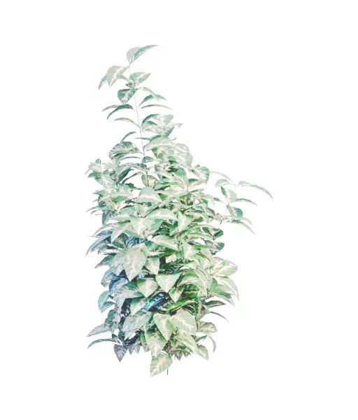 Variegated Shrubs Landscape Plant 3d model Variegated Shrubs Landscape Plant 3d model