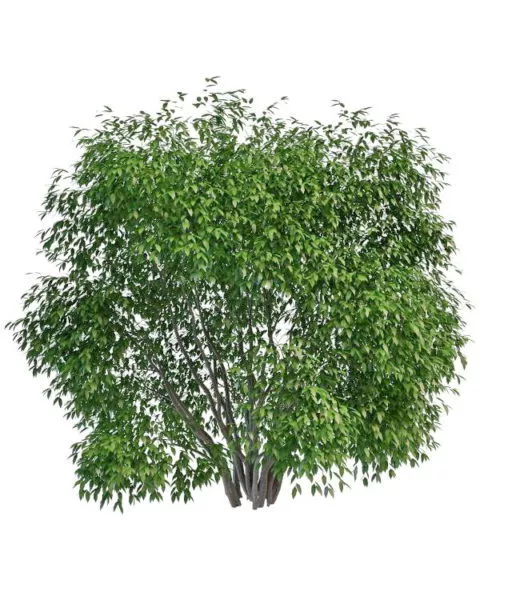 Large Evergreen Shrubs 3d model Large Evergreen Shrubs 3d model