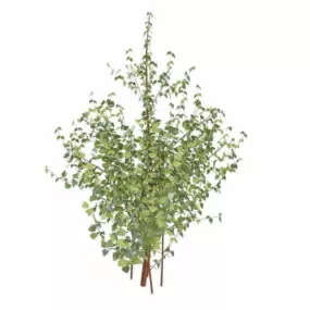 Medium Sized Shrub Plant 3d model