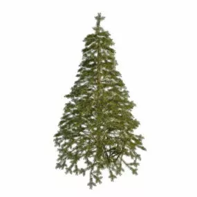 Spruce Pine Tree 3d model