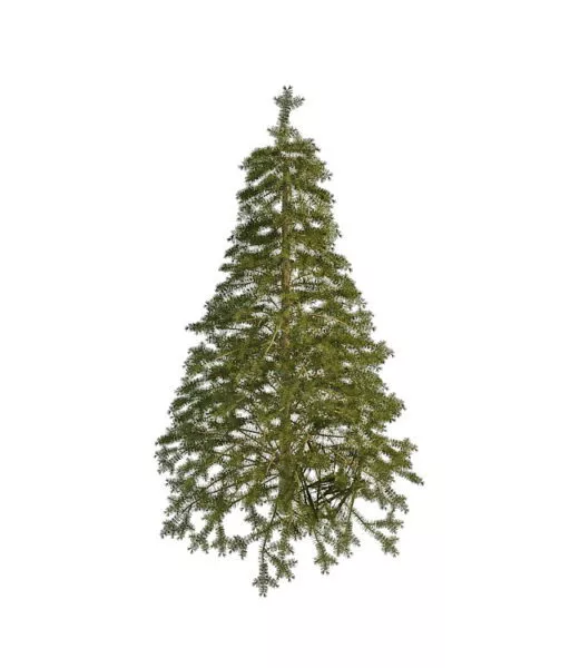 Pine Tree In Snow Landscape 3d model