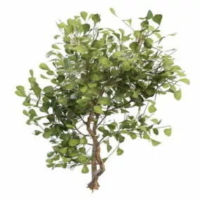 Ginkgo Biloba Maidenhair Tree 3d model
