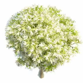 Spring Blooming Tree 3d model