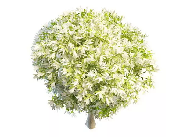 Spring Blooming Tree 3d model Spring Blooming Tree 3d model