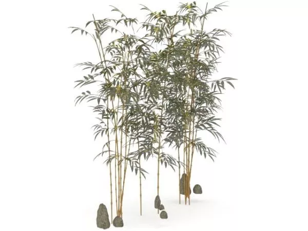 Bamboo For Landscaping 3d model Bamboo For Landscaping 3d model