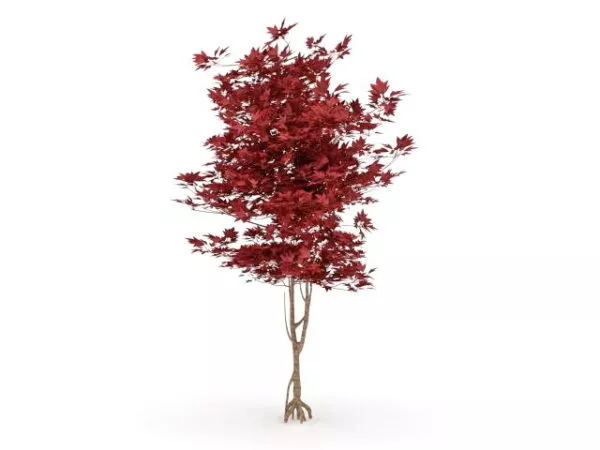 Japanese Red Maple Tree 3d model Japanese Red Maple Tree 3d model